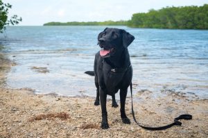 Read more about the article Pets in paradise: 40+ dog-friendly things to do in the Florida Keys – Orlando Sentinel