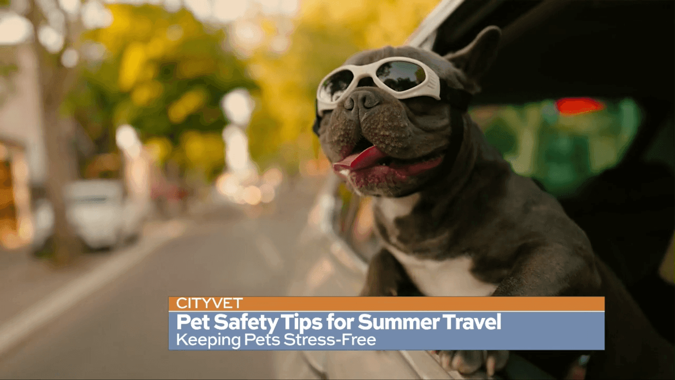 You are currently viewing We spoke with Doctor Christ Maffry about his tips and tricks to traveling safely with pets – WOAI