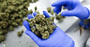 Read more about the article TSA updates medical marijuana travel guidance for air passengers – LiveNOW from FOX
