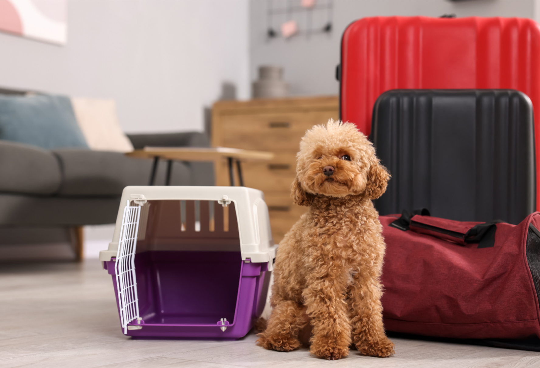 Read more about the article Update: USDA reverses course on pet dog travel to Mexico amid multiple New World Screwworm cases in the U.S. – American Animal Hospital Association – AAHA