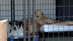Read more about the article USDA updates border policy for pet owners traveling to Mexico with their dogs – ABC13 Houston