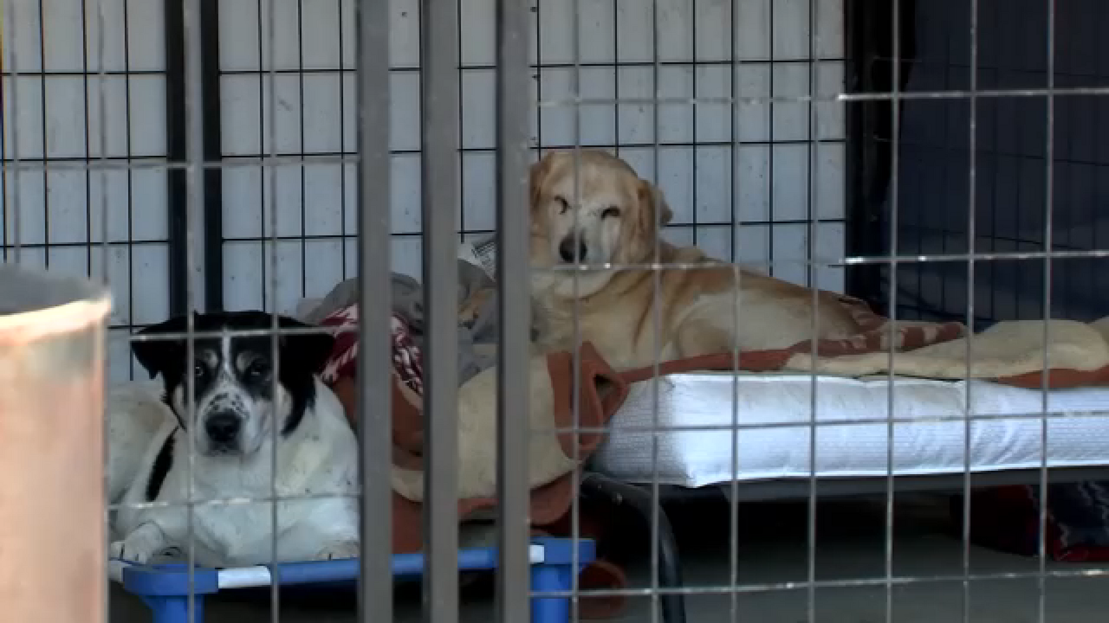 You are currently viewing USDA updates border policy for pet owners traveling to Mexico with their dogs – ABC13 Houston